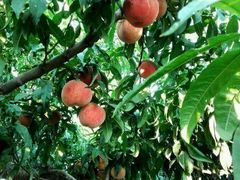 -真定郝家排骨(正定县总店)