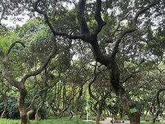 -黄埔荔枝公园