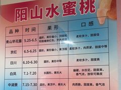 -老袁家蜜桃农场·阳山水蜜桃