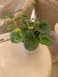 -北京俪婴妇产医院(朝阳大悦城店)