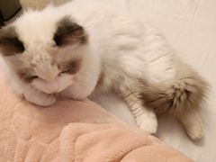 -东方名猫馆·英短金渐层布偶猫舍(环线广场1号楼店)