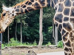 -清迈夜间动物园