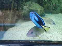 -悉尼海洋生物水族馆