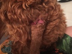 -宏光宠物医院(解放东路店)