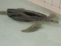 -广东惠东海龟国家级自然保护区