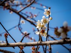-马峦山郊野公园