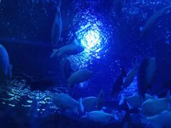 -成都浩海立方海洋公园