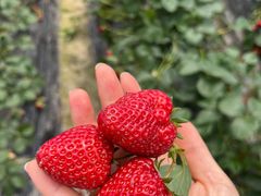 -小鱼草莓采摘园农家乐·小鱼餐厅