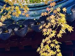 -秋霞圃