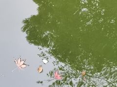 -秋霞圃