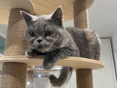 -楼上猫咖(罗湖店)