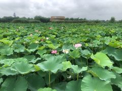 -荷塘月色湿地公园·向阳花洲