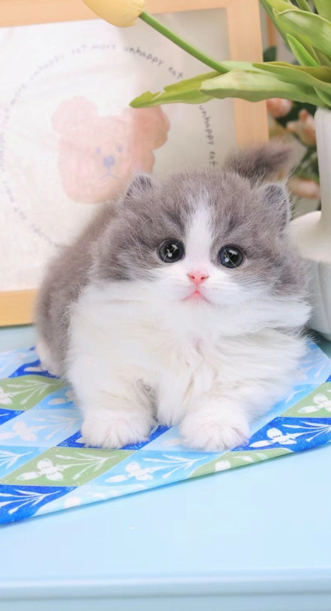 猫咪用圆圆的眼睛看世界的温柔
