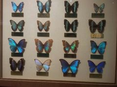 android_upload_pic-上海昆虫博物馆