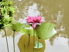 -东莞植物园