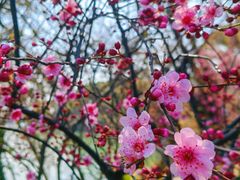 -金鸡湖桃花岛