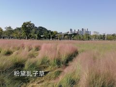 -王借岗森林公园