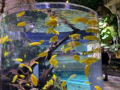 -迪拜水族馆及水下动物园