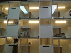 -十月米努特矮脚猫舍
