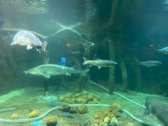 -华夏文旅海洋公园