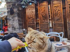 -喵屿·大理花园猫咖