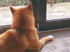 -啡语