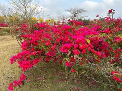 -光明小镇欢乐田园