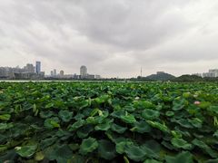 -月湖风景区