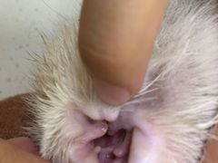 -瑞鹏宠物医院·骨科·猫科·内科(第一中心)