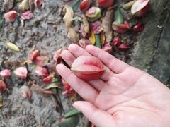 -七的湖·晚芳亭·阳澄湖农家菜·大闸蟹(莲花岛店)