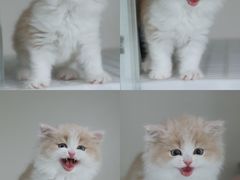 -lincat·猫舍(广州店)