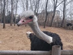 -大连森林动物园