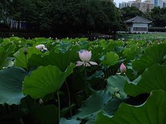 -荔湾湖公园