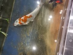 -洞庭家宴·头牌甲鱼(广渠门店)
