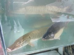 -煲来饱去冷水鱼