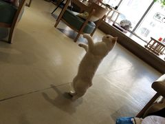 -藏猫猫咖啡主题馆(中央大道店)