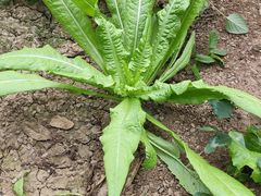 -甜心庄园·甜心草莓采摘园(西青中北店)