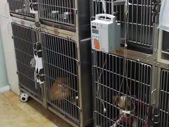 -A猫a狗全科·犬猫异宠·芥西宠物医院(南开总院)