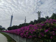-珠江琶醍