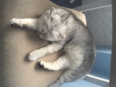iphone_upload_pic-喵的天空名猫咖啡馆·撸猫·猫舍·用品