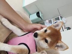 -怪兽屋·羊驼·猫咖·狗咖(俊华广场店)