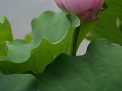 -陈家山荷花公园