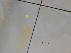 -喜家德虾仁水饺(青岛永旺东部店)
