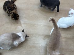 -1013 PET SHOP 宠物商店(近铁城市广场店)