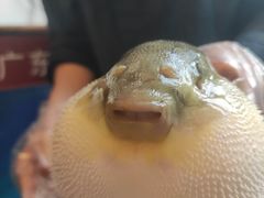 -肆月河豚·新淮扬(金融街店)