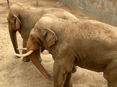 -西霞口神雕山野生动物世界