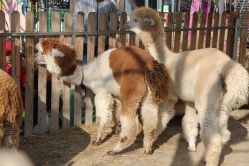 -萌宠亲子动物乐园(槐房万达店)