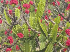 -东莞植物园