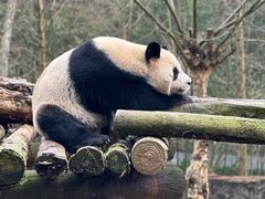 -都江堰中华大熊猫苑