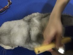 -酷狗靓猫宠物·洗护·美容·寄养(航北路店)